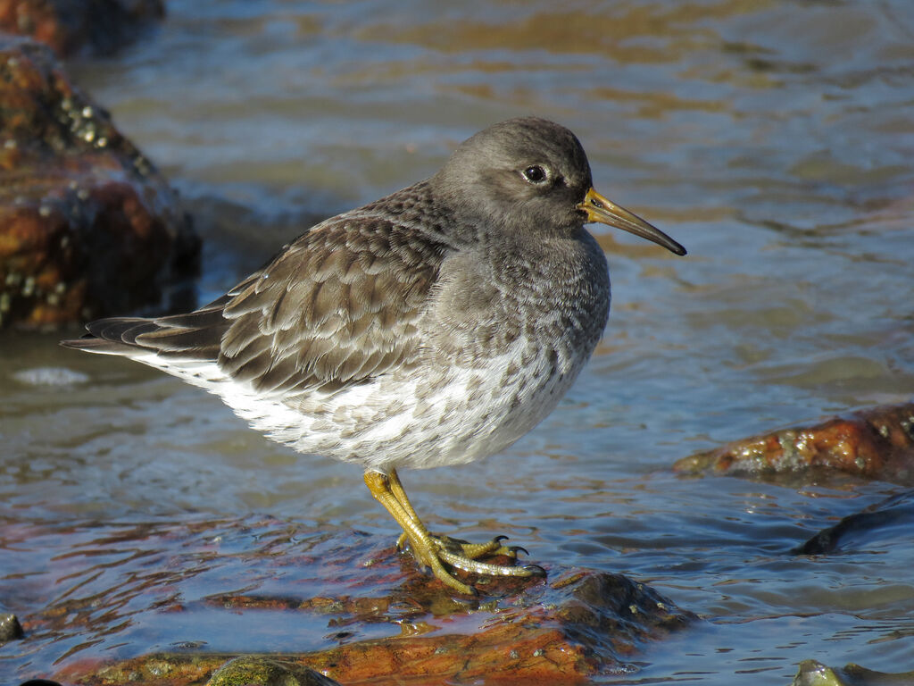 Purple Sandpiper