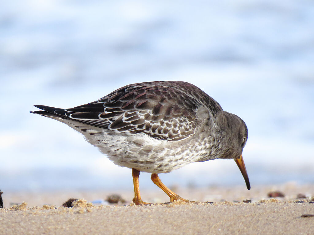 Purple Sandpiper