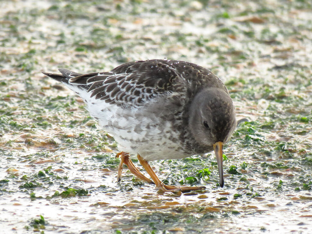 Purple Sandpiper