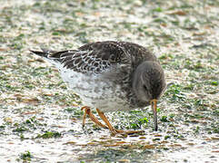 Purple Sandpiper