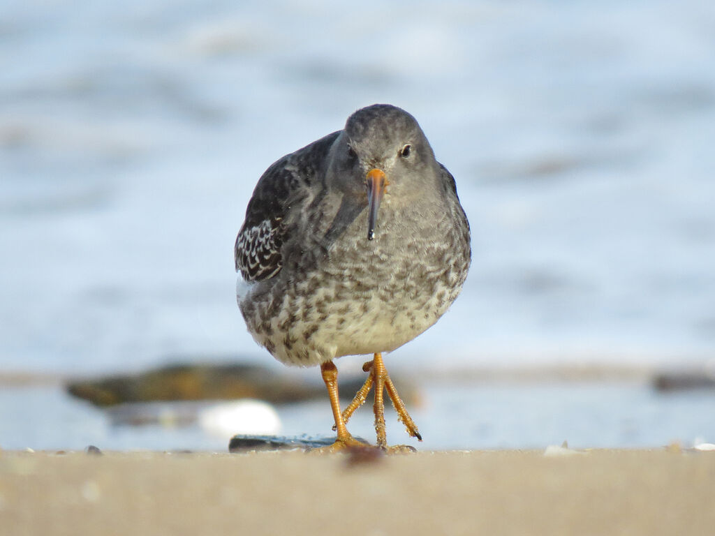 Purple Sandpiper