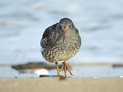 Purple Sandpiper