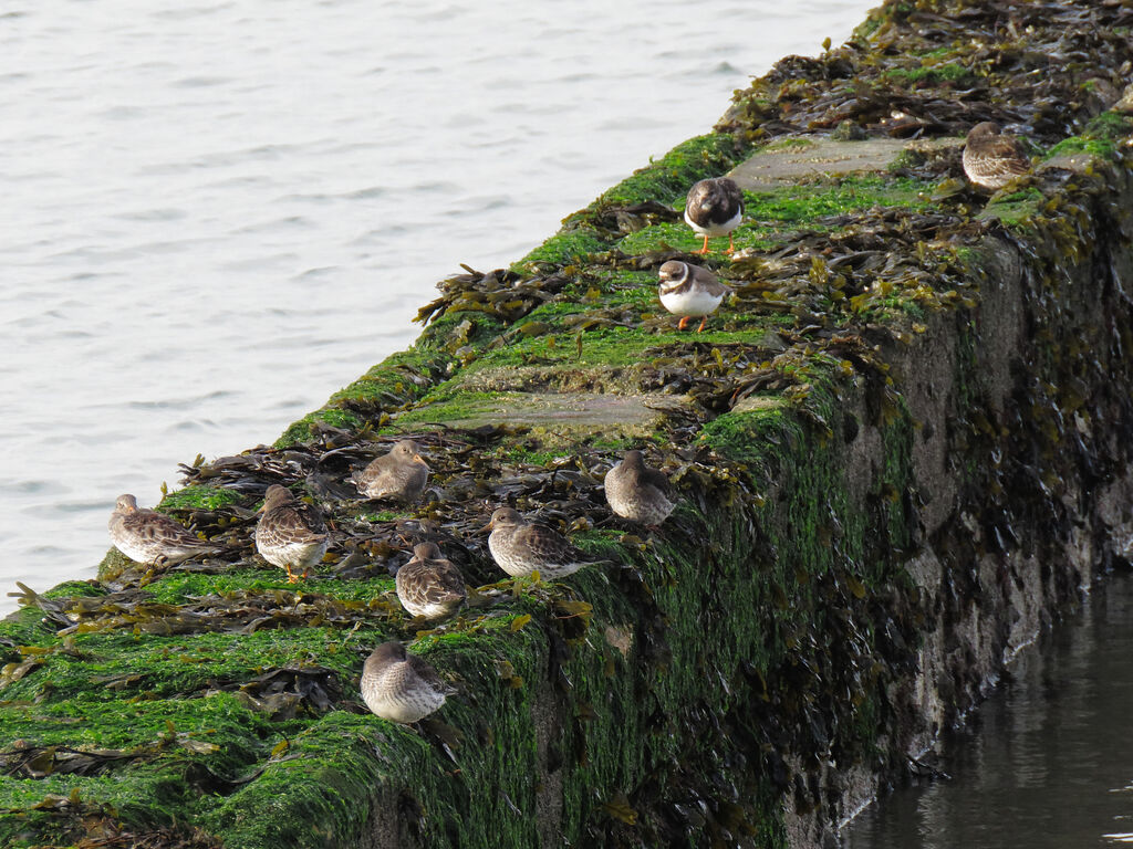 Purple Sandpiper