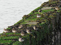 Purple Sandpiper