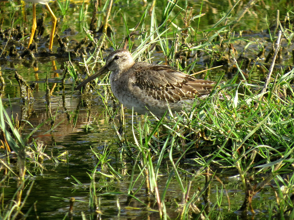 Short-billed Dowitcher