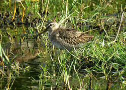 Short-billed Dowitcher