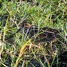 Bécassine de Wilson