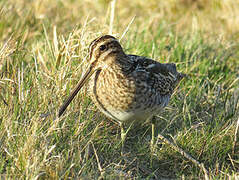 Common Snipe