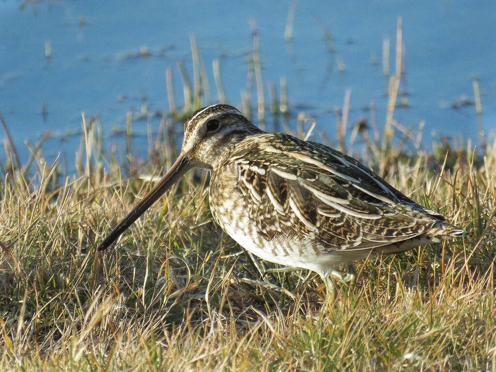 Common Snipe