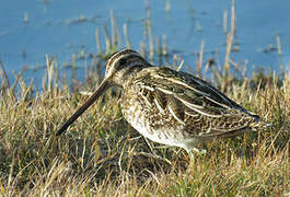 Common Snipe