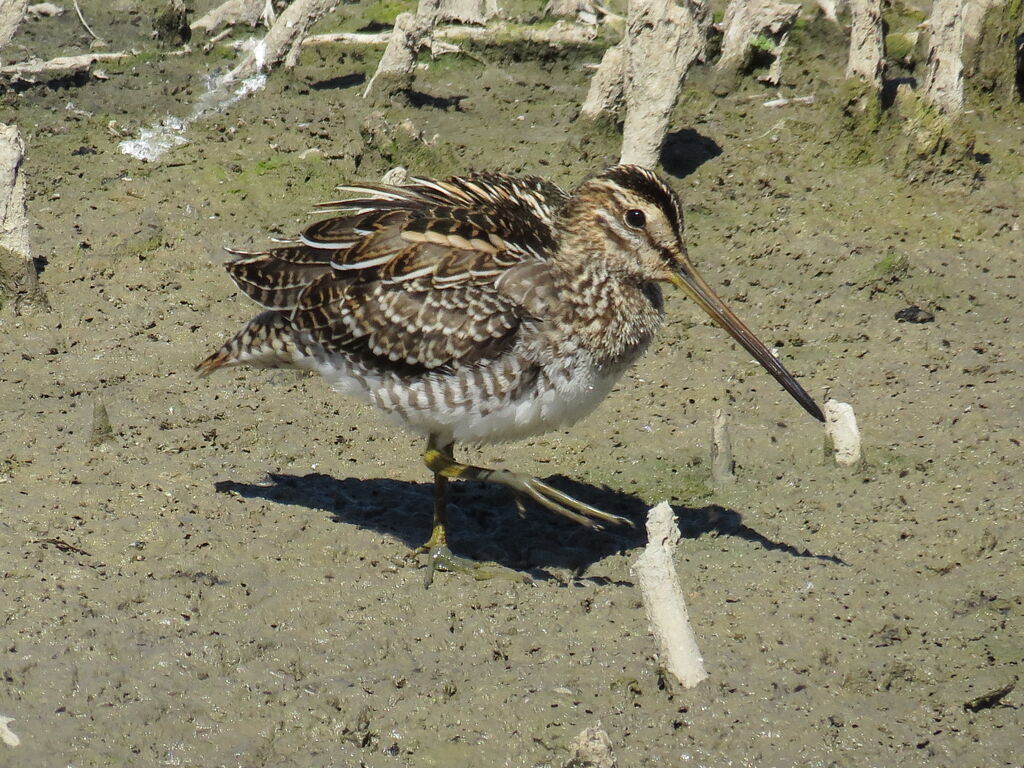 Common Snipe