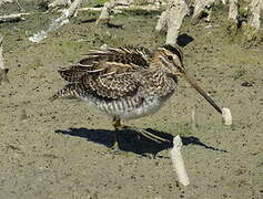 Common Snipe