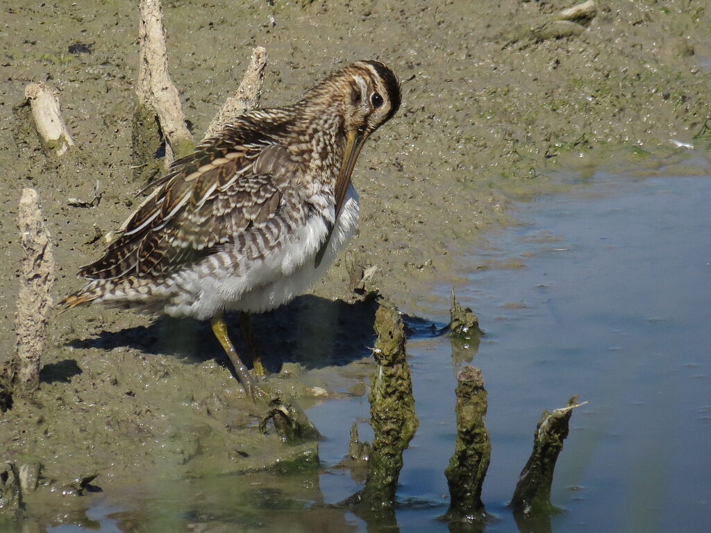 Common Snipe