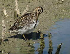 Common Snipe