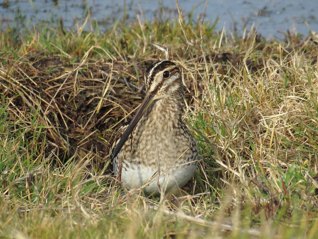 Common Snipe