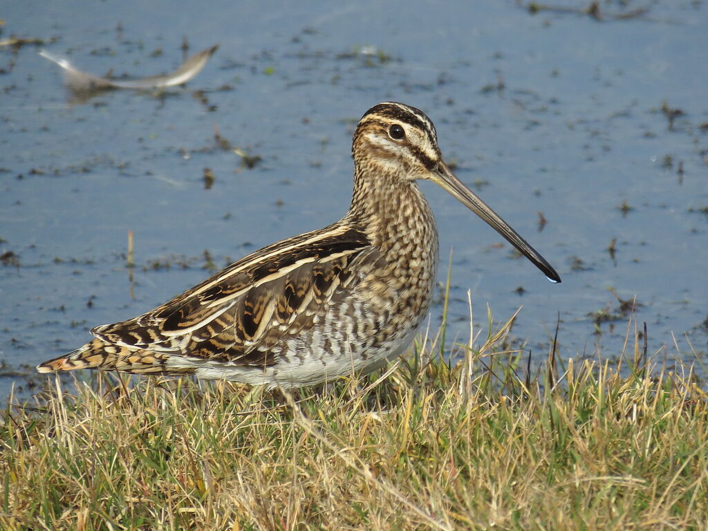 Common Snipe