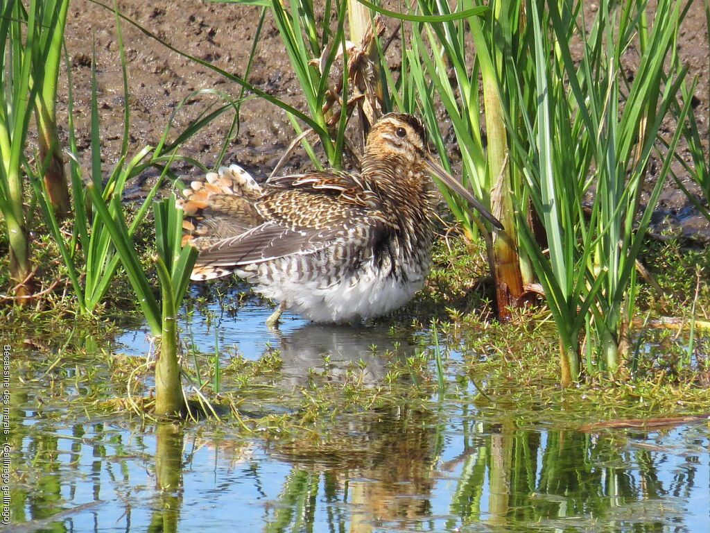 Common Snipe