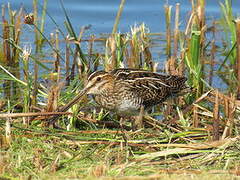 Common Snipe