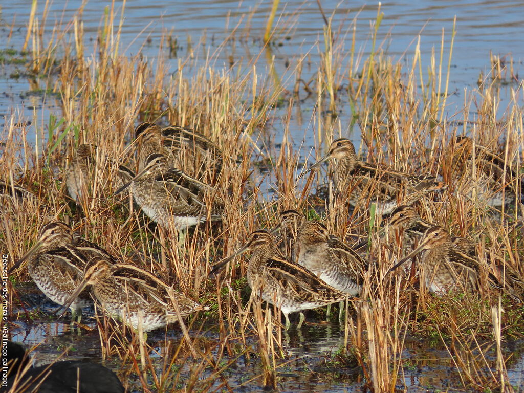 Bécassine des marais