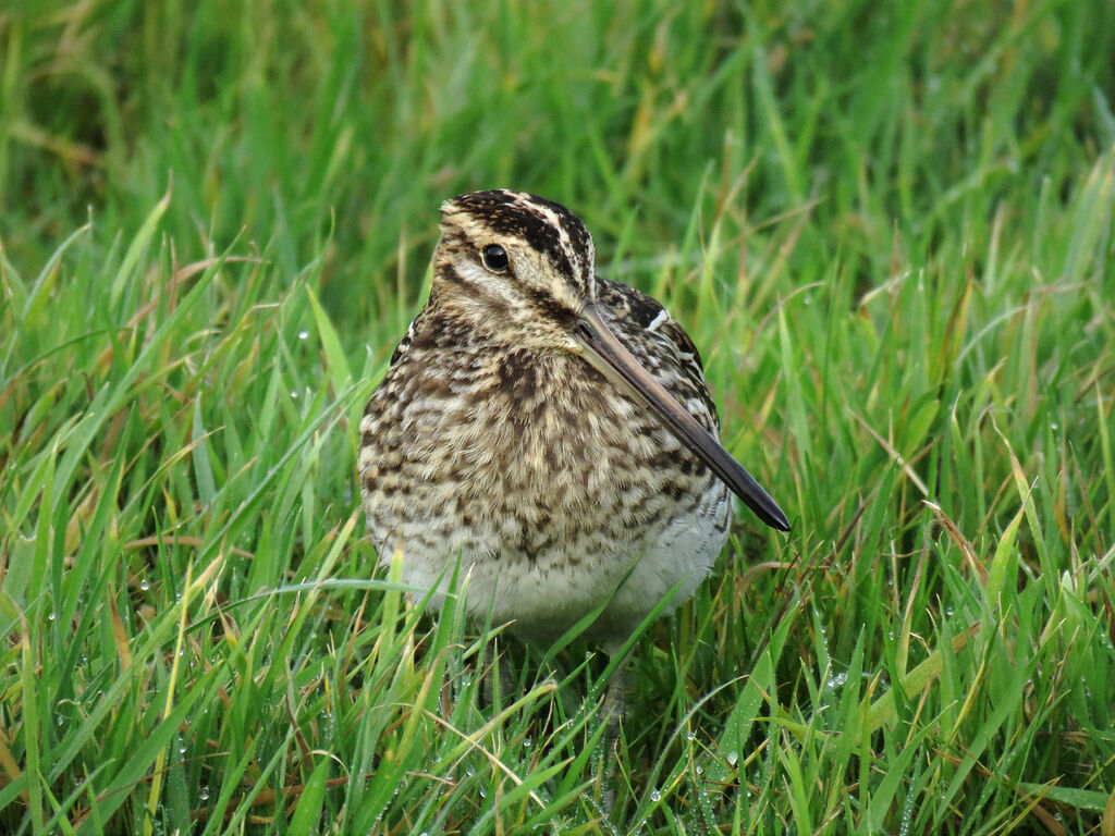 Common Snipe