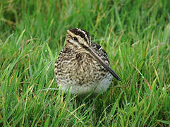 Common Snipe