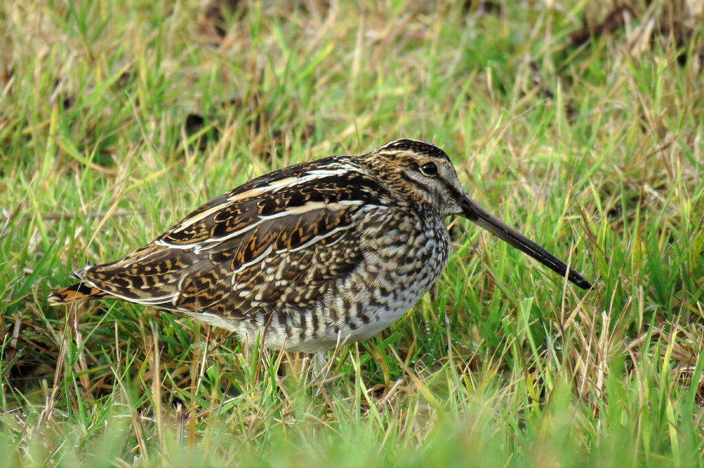 Common Snipe