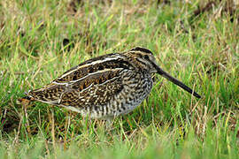 Common Snipe