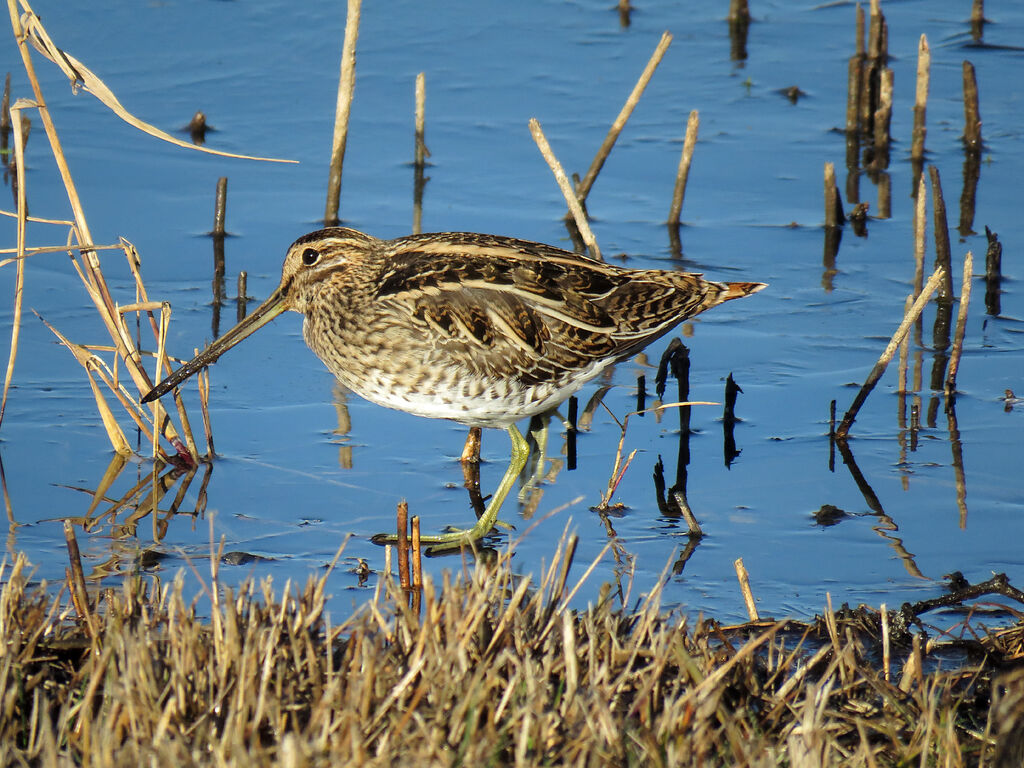 Common Snipe