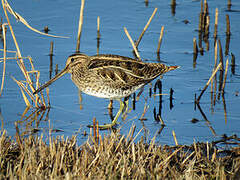 Common Snipe