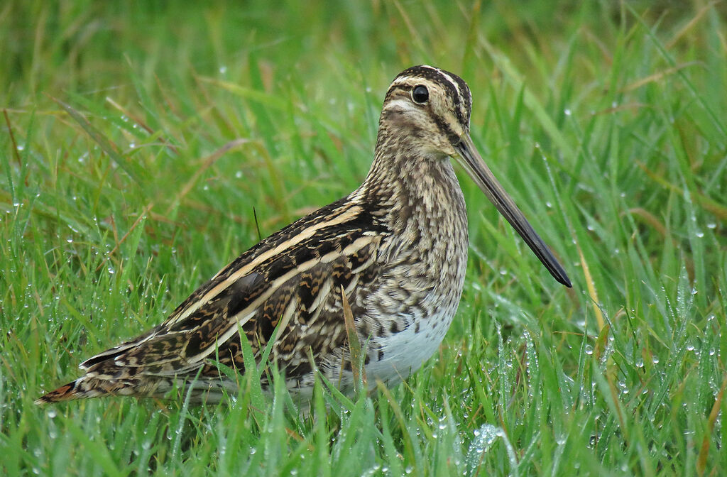 Common Snipe