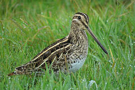 Common Snipe