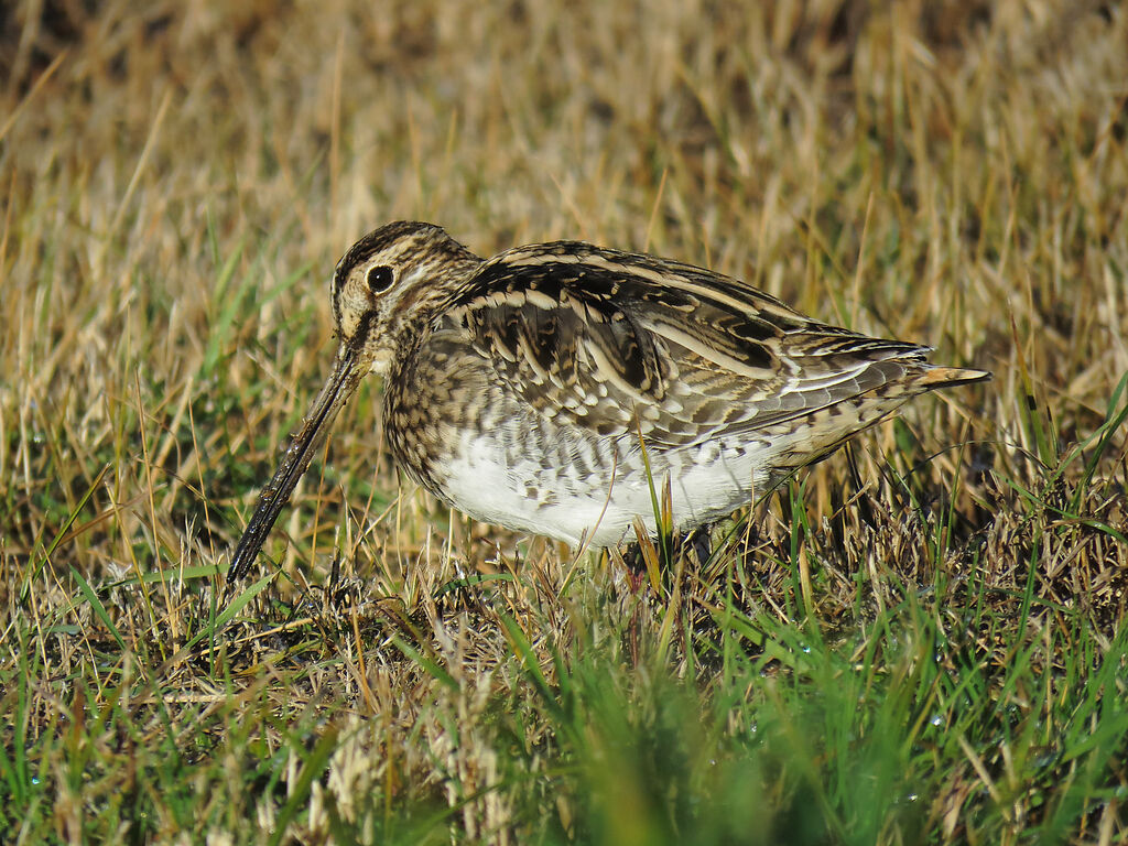 Common Snipe