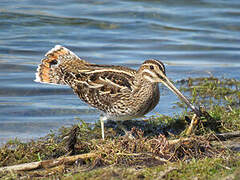 Common Snipe