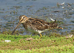 Common Snipe