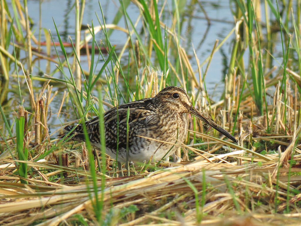 Common Snipe