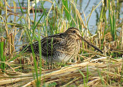 Common Snipe