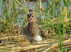 Common Snipe