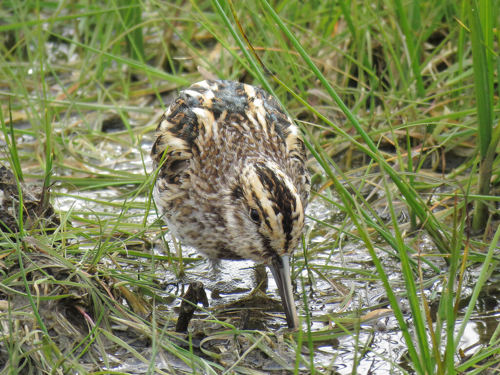 Jack Snipe