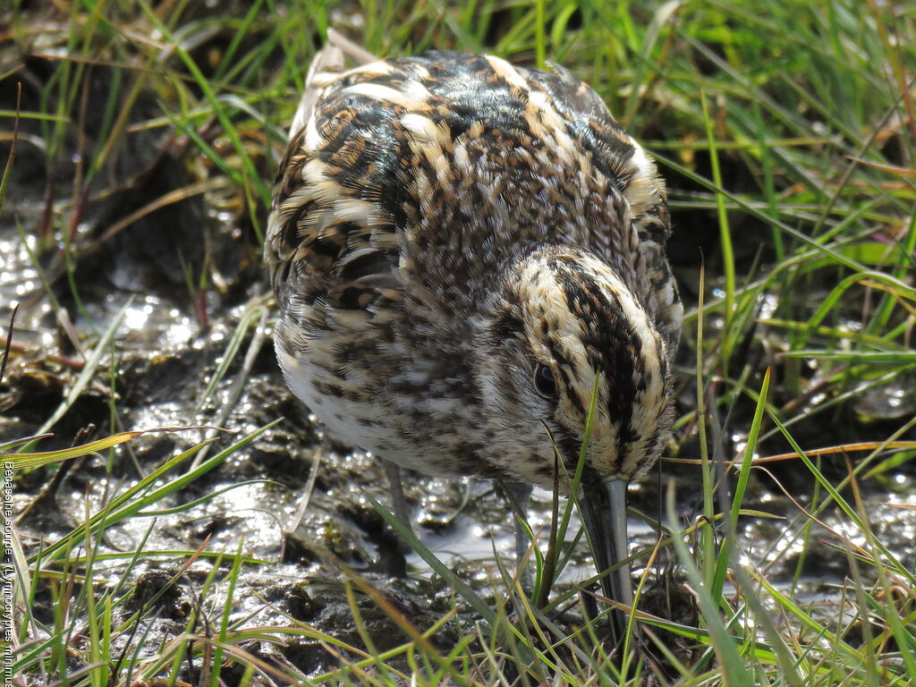 Jack Snipe