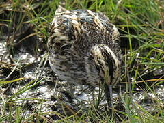 Jack Snipe