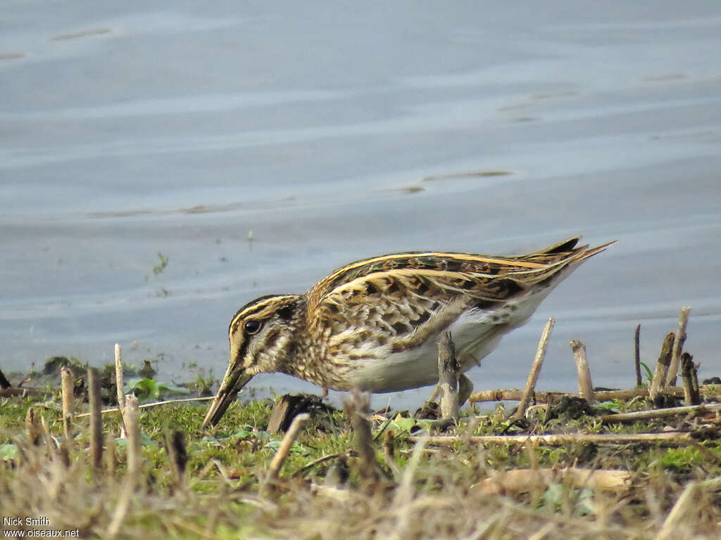 Bécassine sourde, pêche/chasse