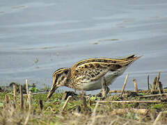 Jack Snipe