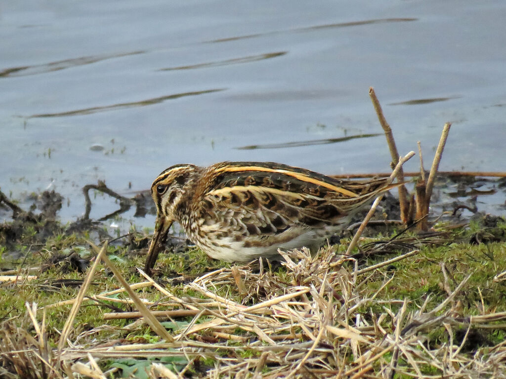 Jack Snipe