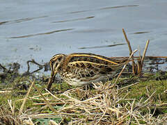 Jack Snipe