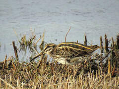 Jack Snipe