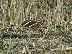 Jack Snipe