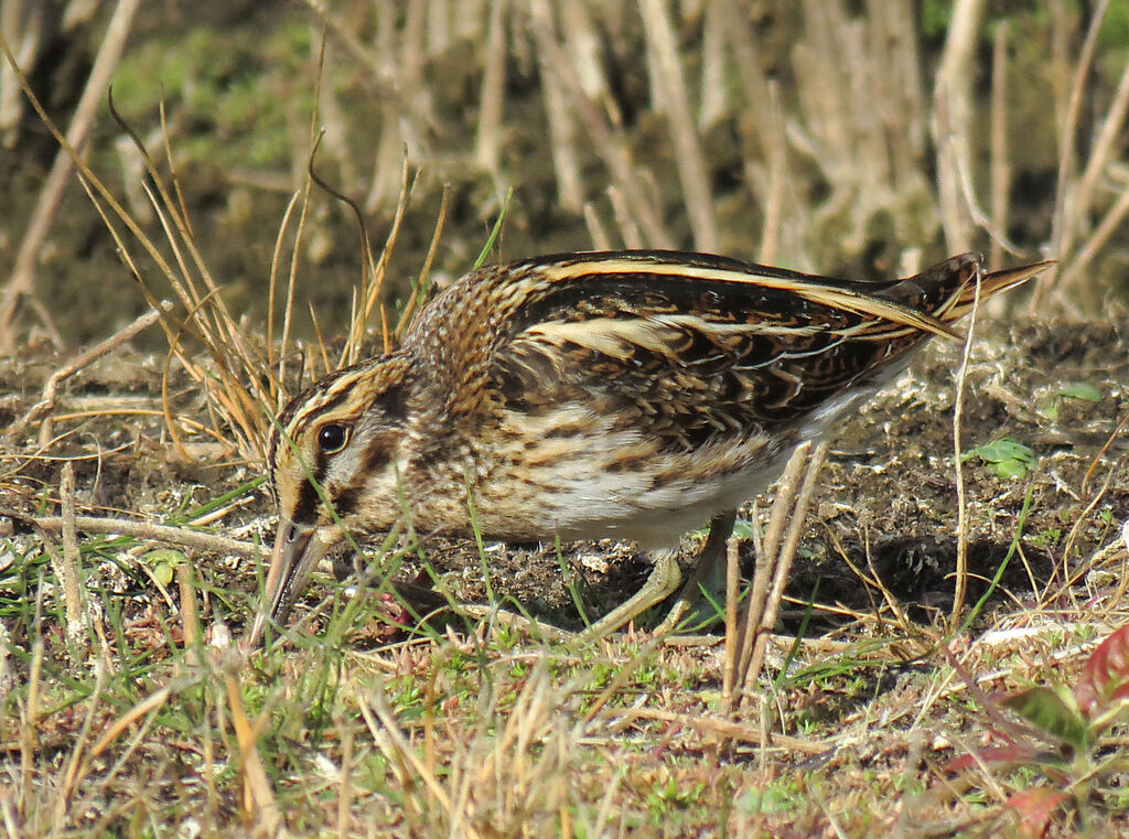 Jack Snipe