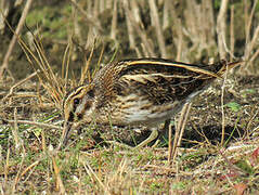 Jack Snipe