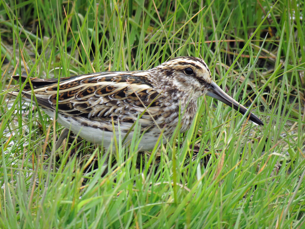 Jack Snipe