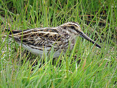 Jack Snipe